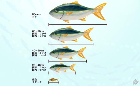 著しい変化「ブリの成長」