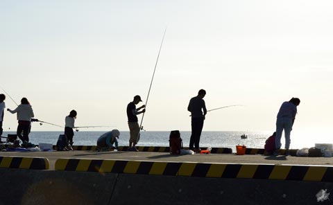 漁獲しやすいふぐ「ショウサイフグ」