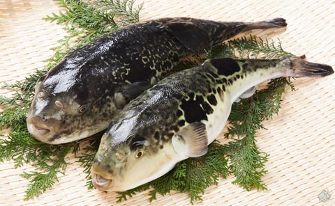 天然と養殖、それぞれのよさ