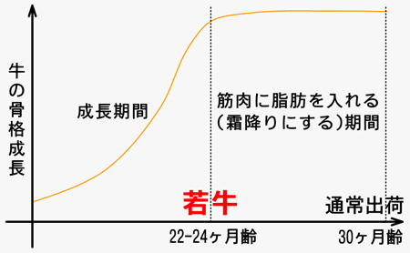 牛の骨格成長曲線