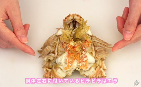 胴体左右に付いているビラビラはエラ