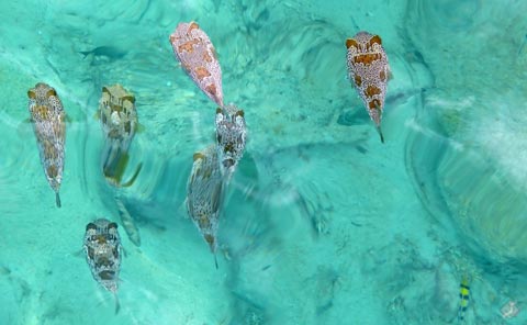 海を泳ぐふぐ