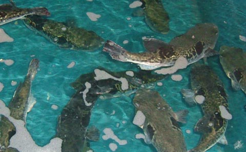 陸上養殖中のふぐ