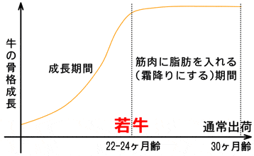 焼肉通販お取り寄せ【上州ふるさと若牛】カルビ／三角バラ